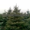 picea (2)